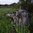 EBERLESTOCK PHANTOM SNIPER PACK - MULTICAM